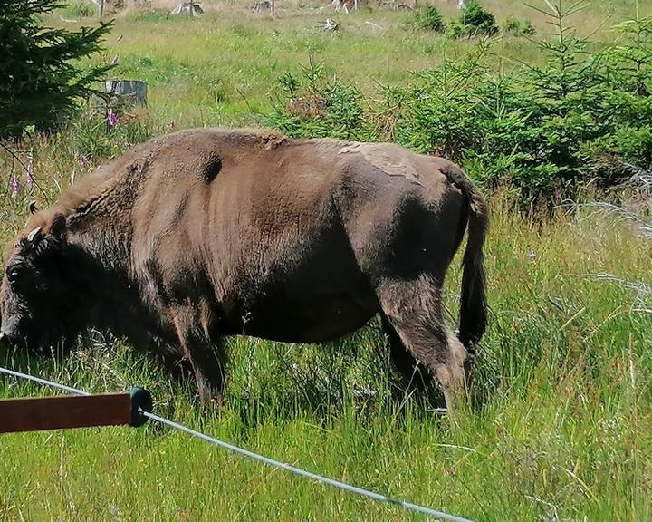 Wisent Hutte